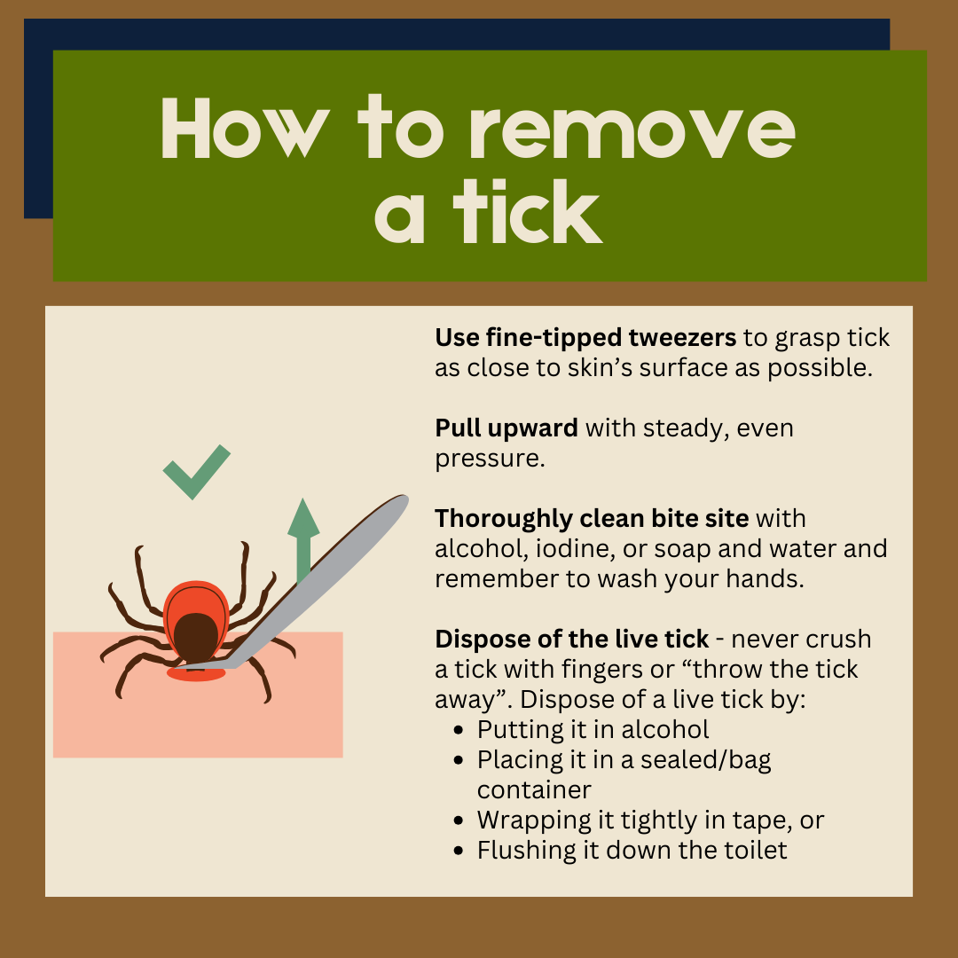 How to remove ticks (1)
